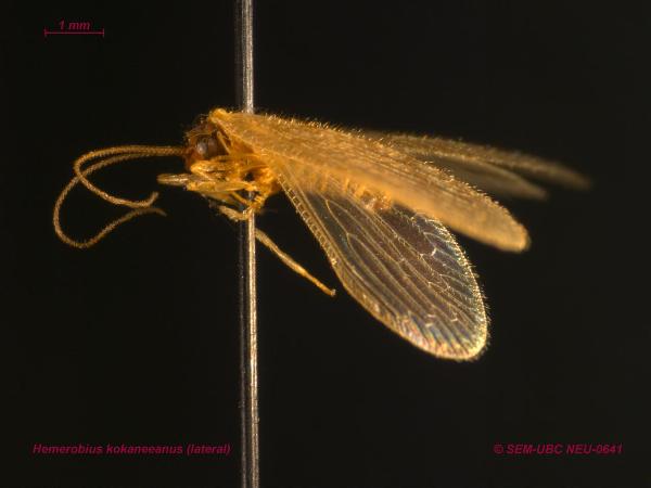 Photo of Hemerobius kokaneeanus by Spencer Entomological Museum